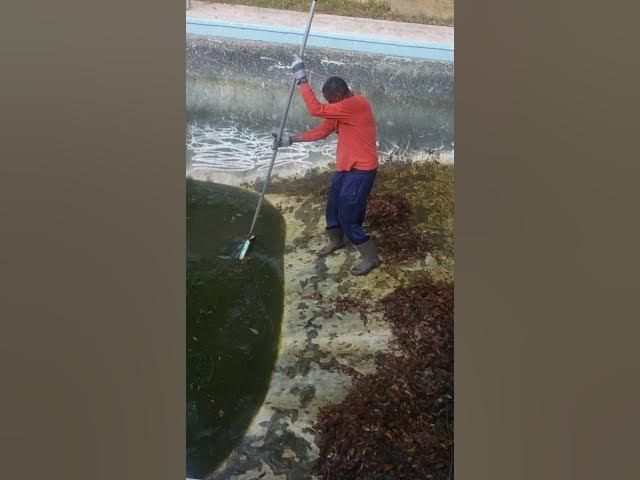 Video thumbnail for dirty pool project