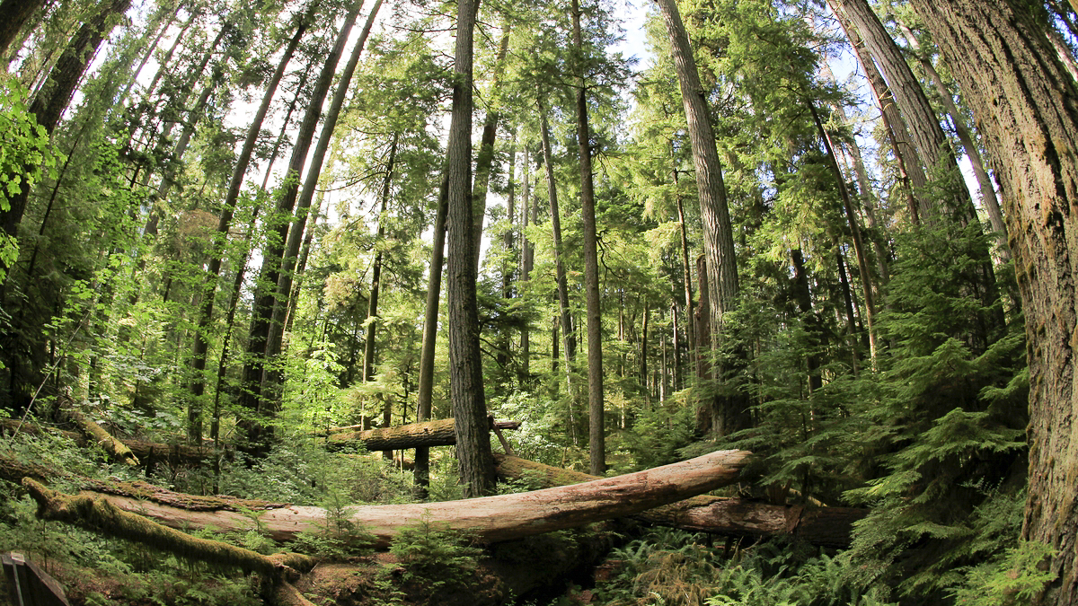 'Video thumbnail for Cathedrale Grove auf Vancouver Island | Kanada'