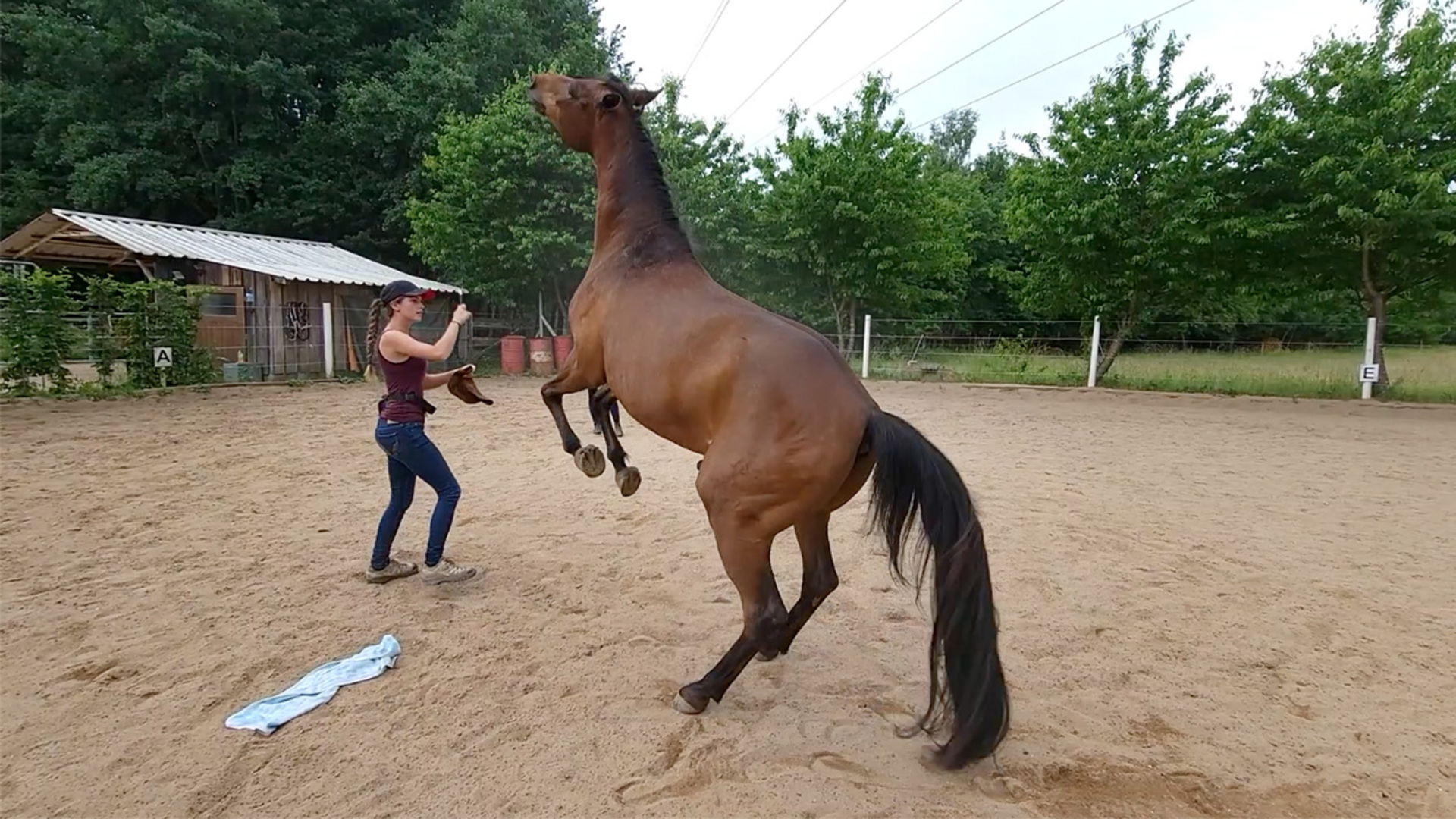 Video thumbnail for Most tricks performed by a horse in one minute  22 by Fernando and Ivanka Silson