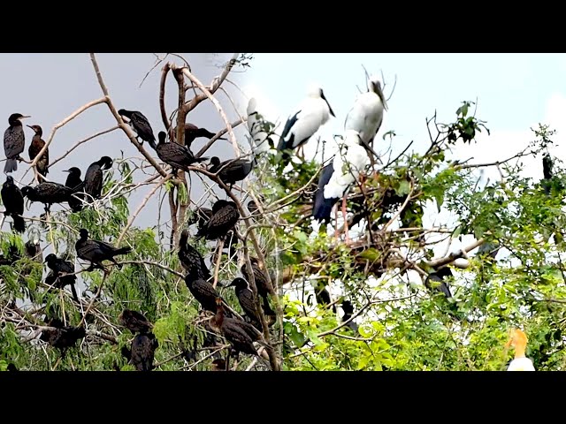 Video thumbnail for Wow Area wild crane bird with black bird