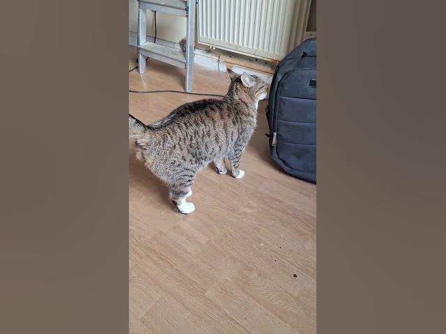 Video thumbnail for Who Rules is it Tiggs or Ghost?