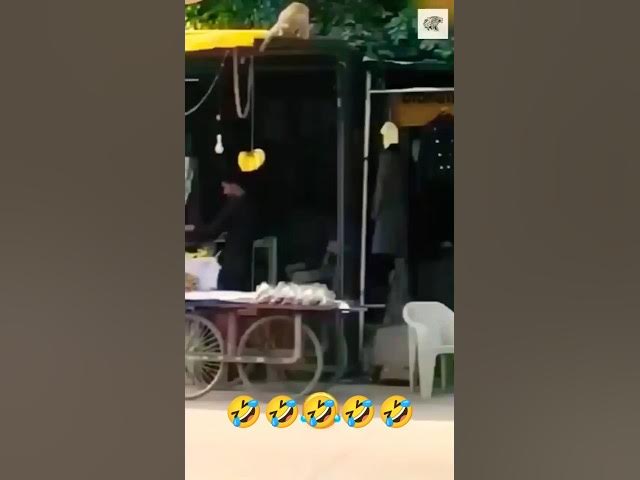 Video thumbnail for বানর নাম কি এমনি এমনি হয়েছে বলেন তো #haaha #ফানি_ভিডিও #comedy 😂 #cute #funny