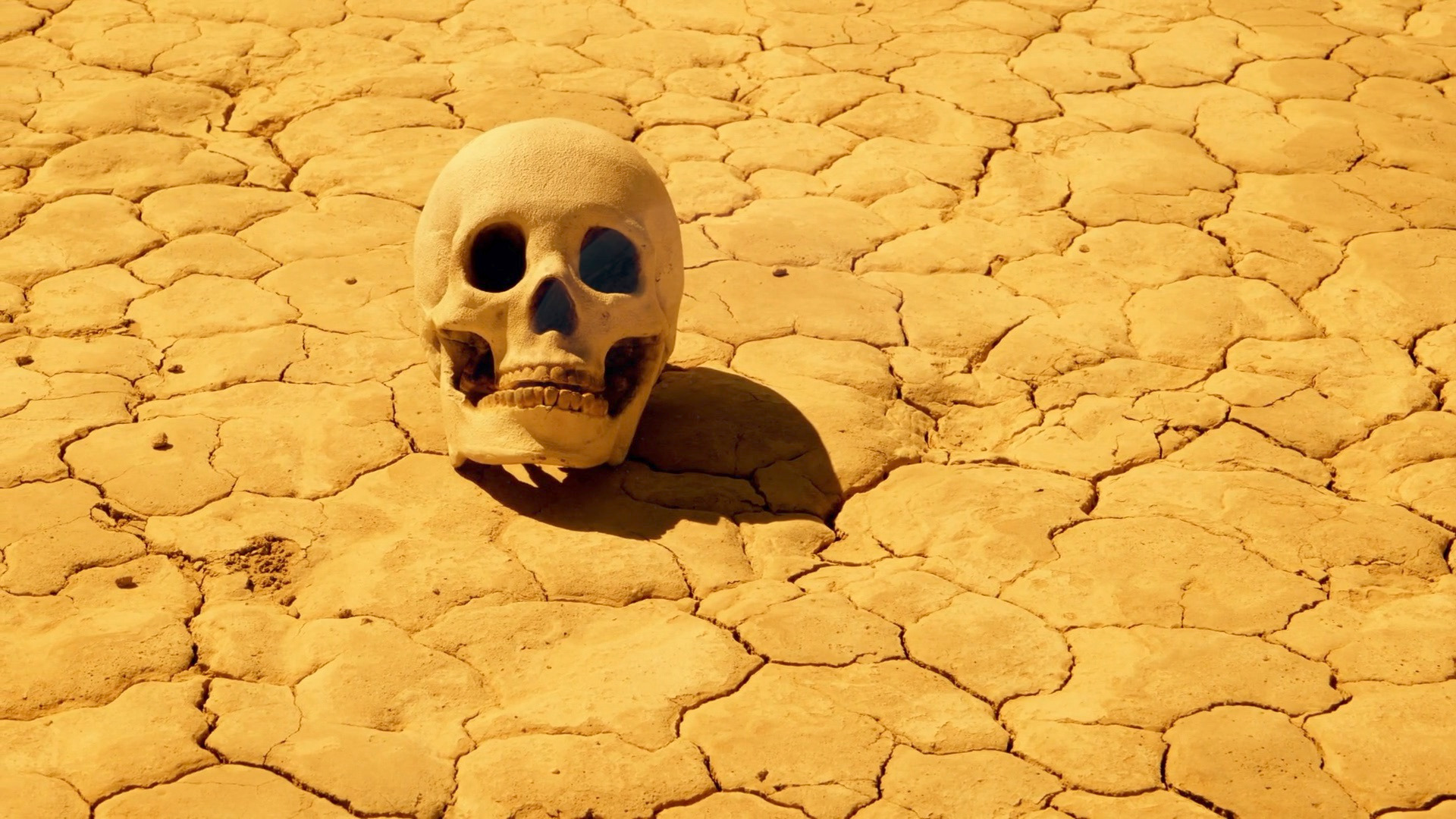 Video thumbnail for What if Earth's continents merge again? Warm-blooded life could face extinction.
