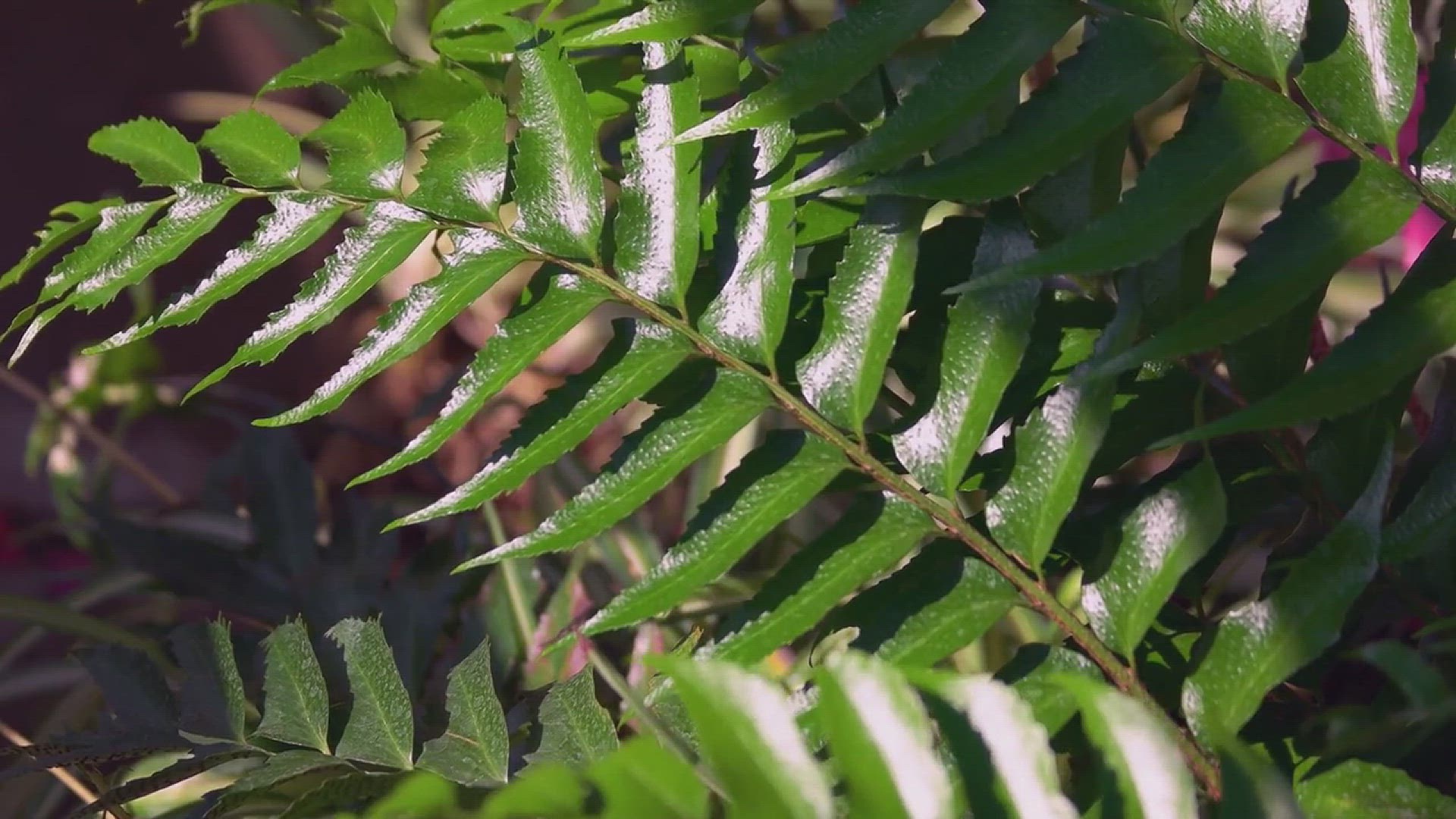 Video thumbnail for Air-purifying plants for indoors