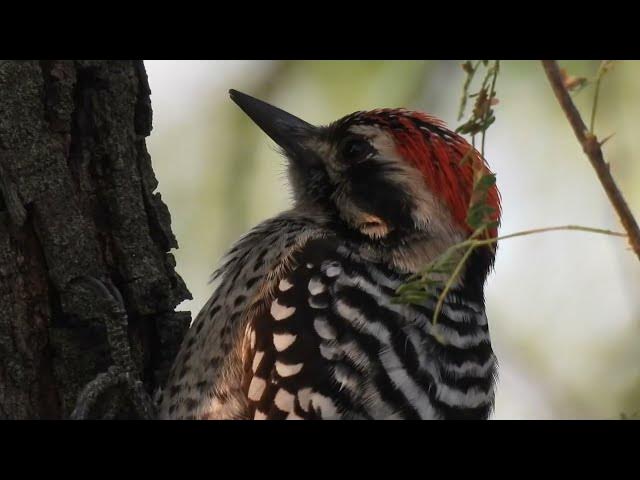 Video thumbnail for Woodpecker Meditation