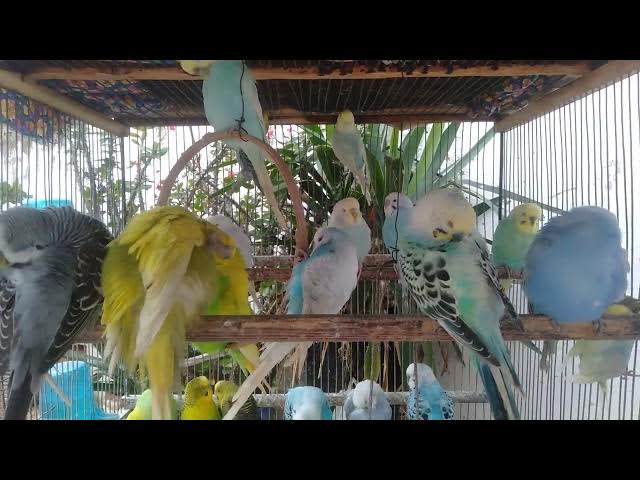 Video thumbnail for 🌌 “O som que faz sua mente desacelerar 💭”