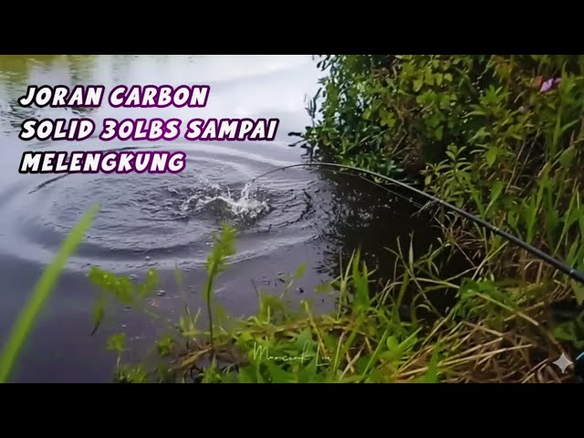 Video thumbnail for MANTAP BRO! STRIKE NILA JENIS LANGKA WARNA DAN SIRIPNYA BEDA KAYA IKAN HIAS