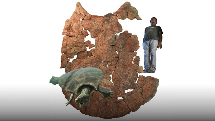 'Video thumbnail for Uncovering the Truth Behind a Giant Turtle Shell Discovery'