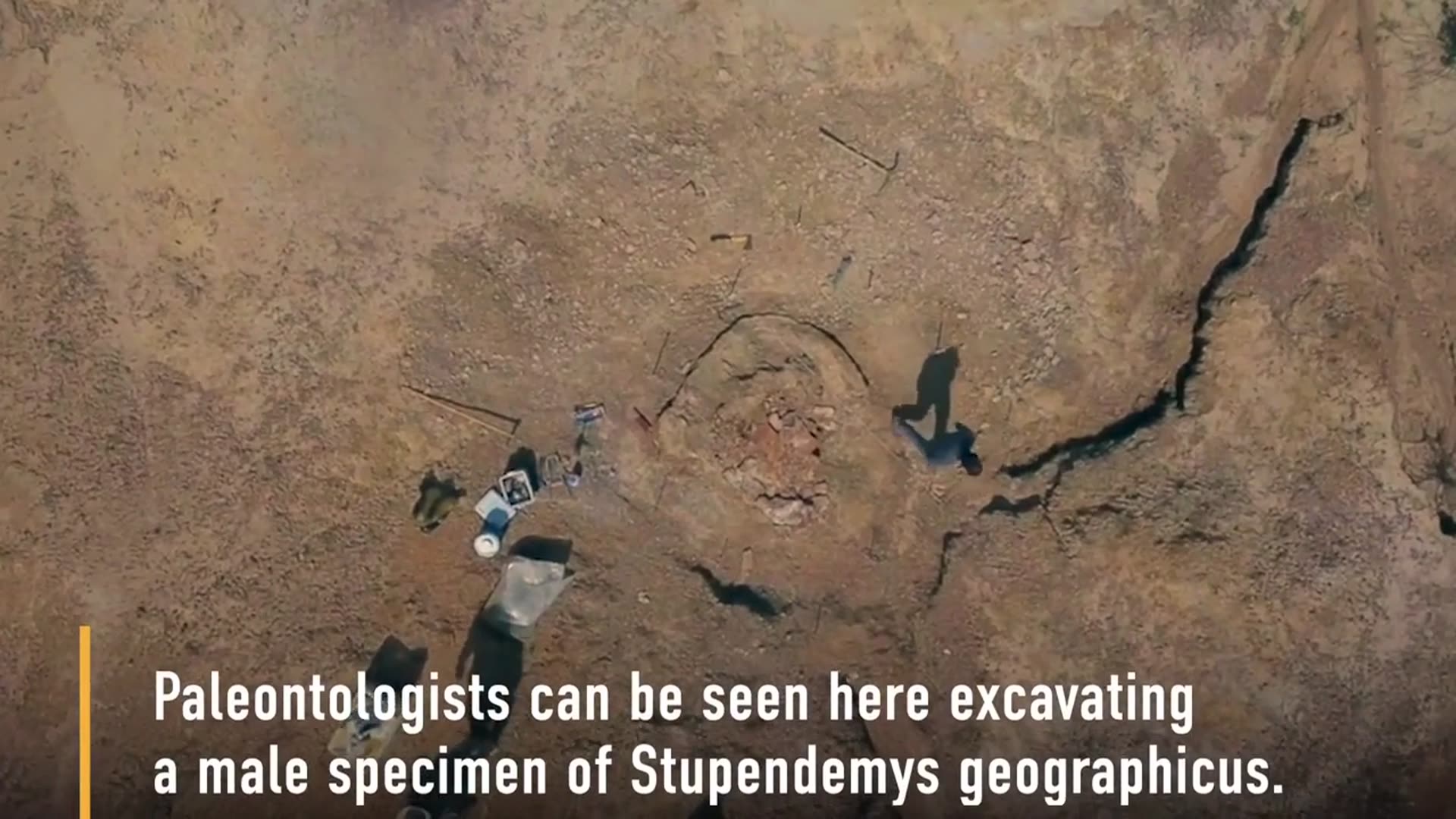 'Video thumbnail for Uncovering the Truth Behind a Giant Turtle Shell Discovery'