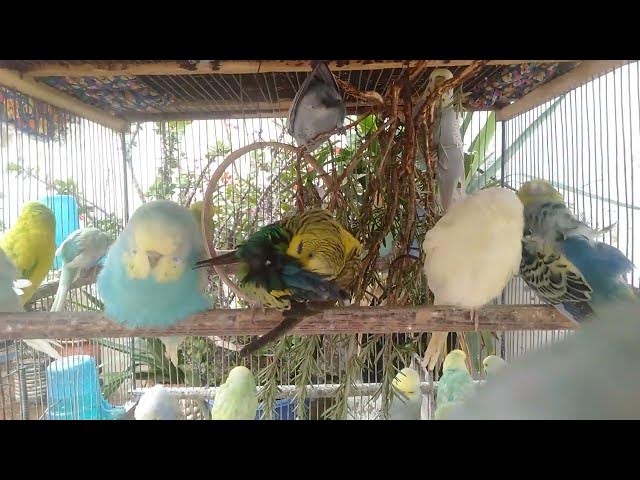 Video thumbnail for These Budgies Are TOO Cute 😍🐦  Funny & Sweet Bird Sounds