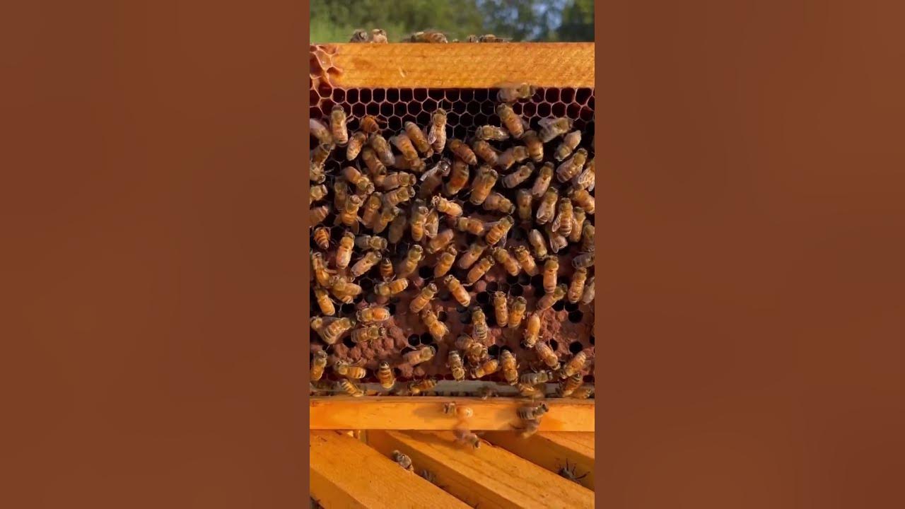 Video thumbnail for 12 November 2023