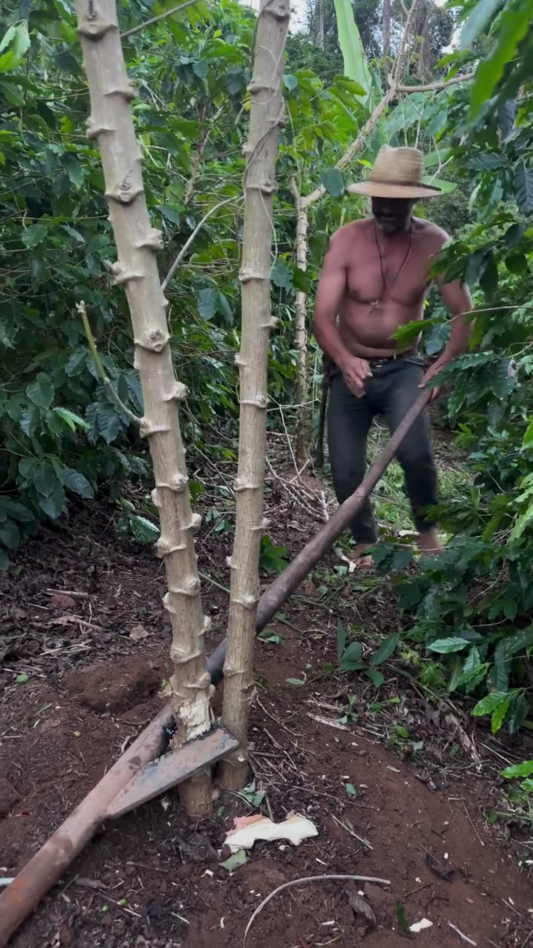 'Video thumbnail for Colheita de mandioca ou (macaxeira) não e fácil'