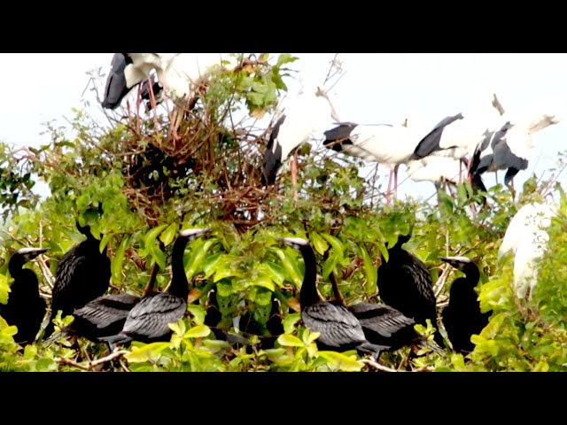 Video thumbnail for កូនសត្វក្អែក ស្រែកយំឃ្លាន ស៊ីចំណី ដើម្បីធំអោយលឿនការពារទឹកដីវា