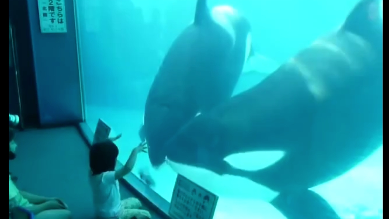 Video thumbnail for Child enjoys killer whale toy while observing real whales at aquarium