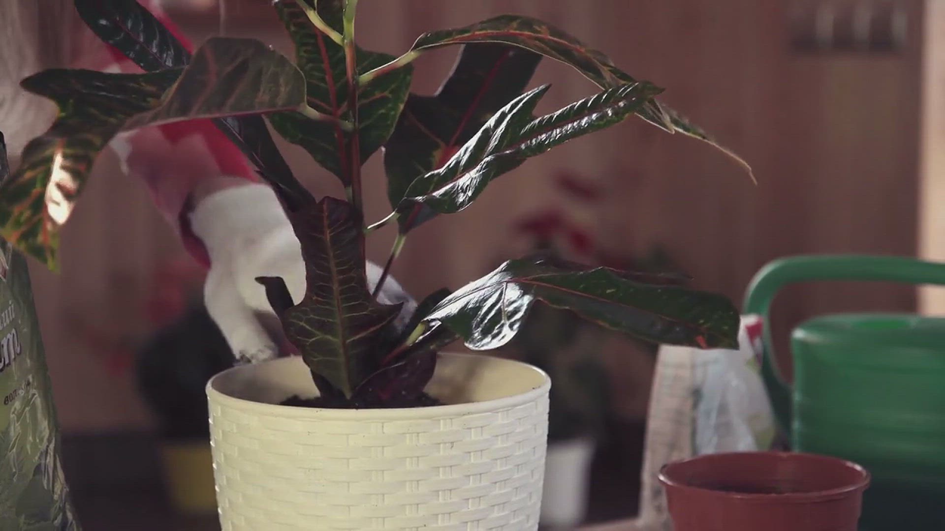 'Video thumbnail for How to Grow Daphne Shrub in Your Garden'