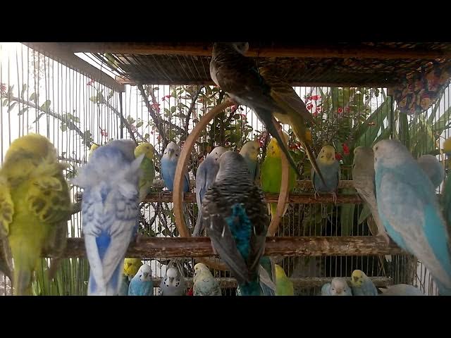 Video thumbnail for 💫 Die farbenfrohe Welt der Wellensittichzucht – Ein echter Traum!