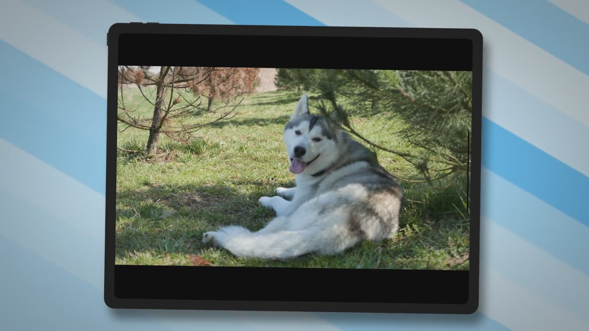 Video thumbnail for Unraveling the Mystery: Why Do Dogs Howl at Night?