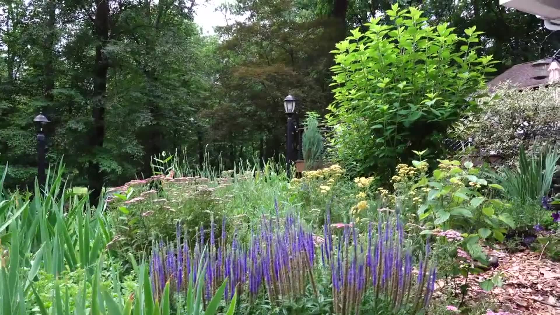 'Video thumbnail for Looking for a NONSTOP COLOR Garden? Here's 5 Growing Tips'