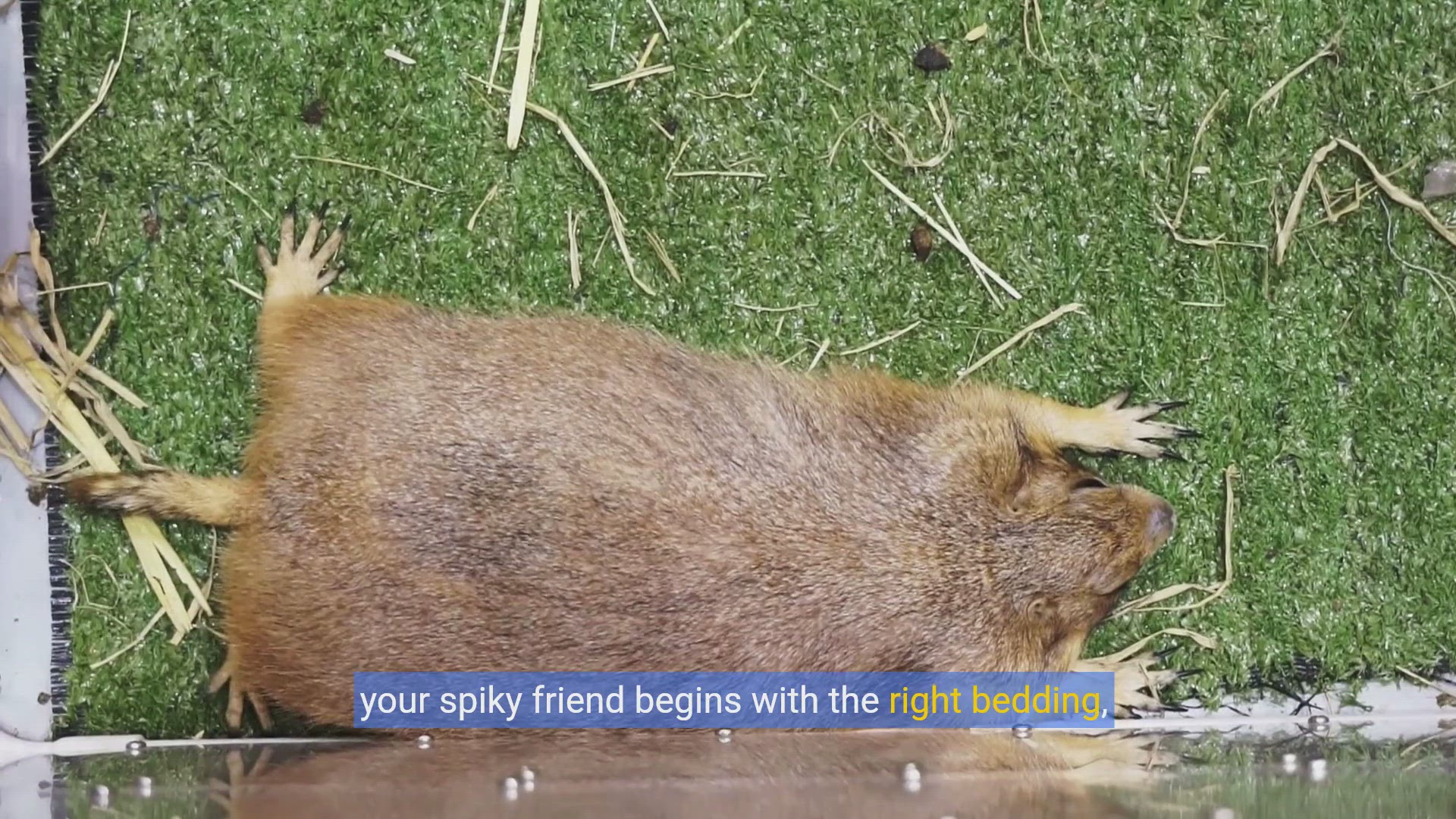 'Video thumbnail for Cozy Hedgehog Haven: DIY Bedding Guide for Your Spiky Friend copy'