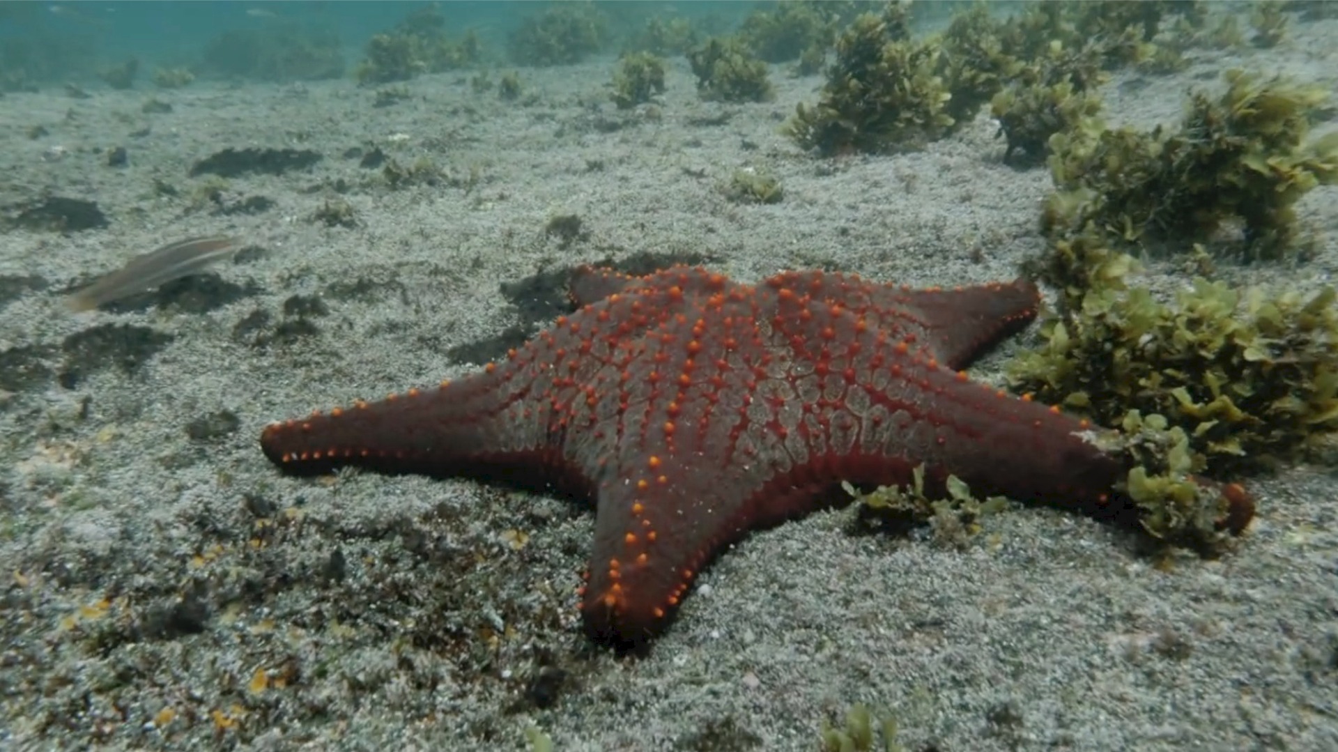 Video thumbnail for What Causes Starfish to Turn to Goo? Scientists Explain