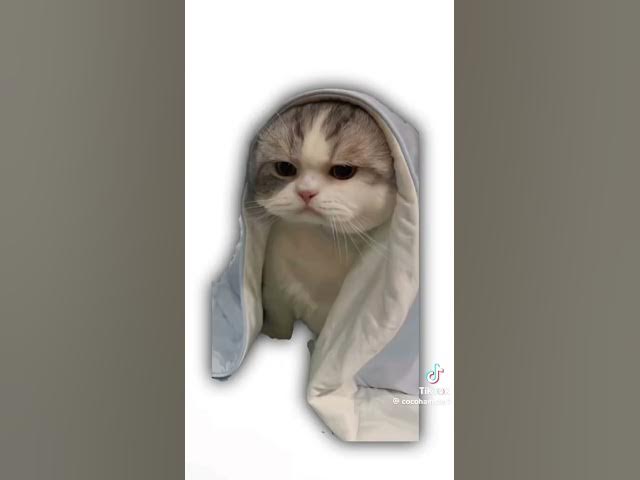 Video thumbnail for dépression expliqué par les chats bonne vidéo a tous