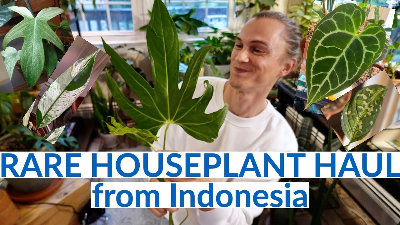Video thumbnail for Rare Houseplant Haul! from Indonesian Rare Plant Nursery