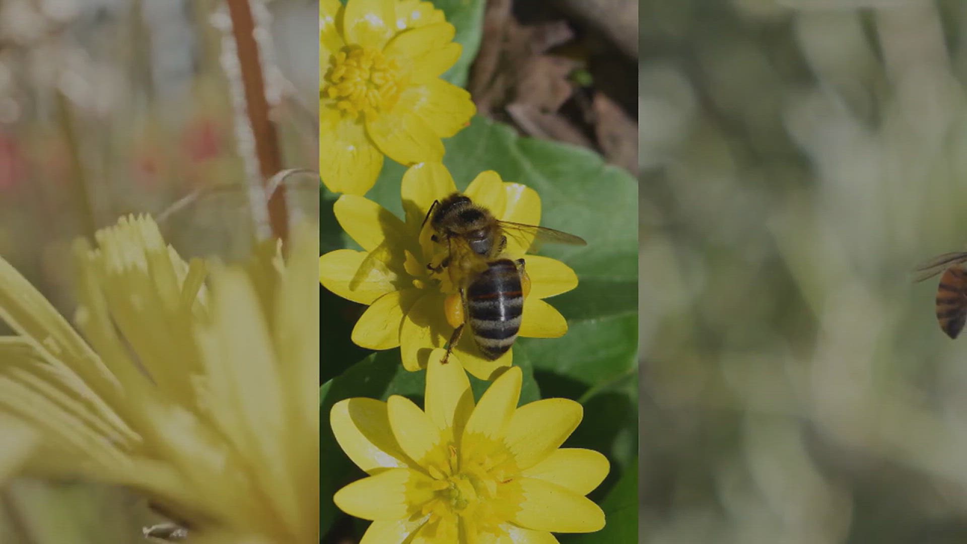 'Video thumbnail for Bee vs Wasp vs Hornet'