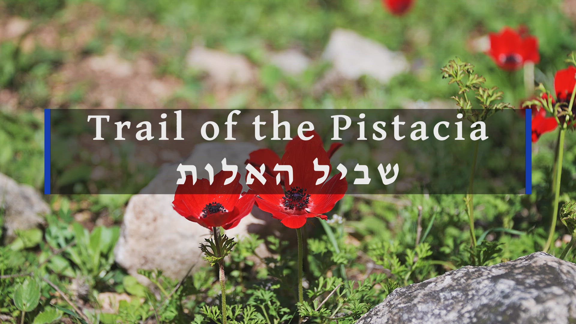 'Video thumbnail for Trail of the Pistacia'