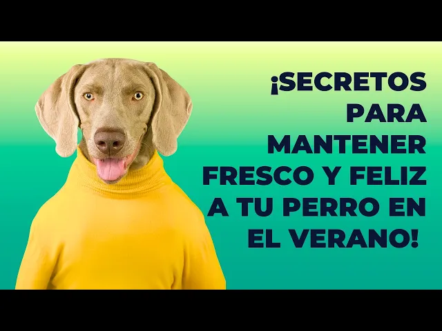 Video thumbnail for Cómo mantener fresco a mi perro. "Secretos para Mantener a tu Perro Fresco y Feliz en el Verano"