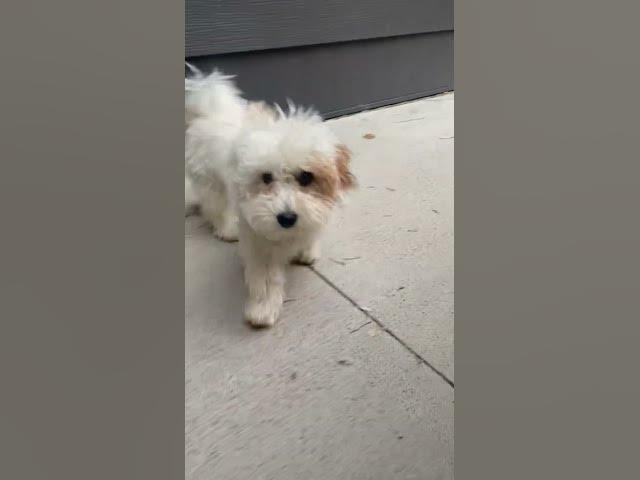 Video thumbnail for Day 11 #shorts