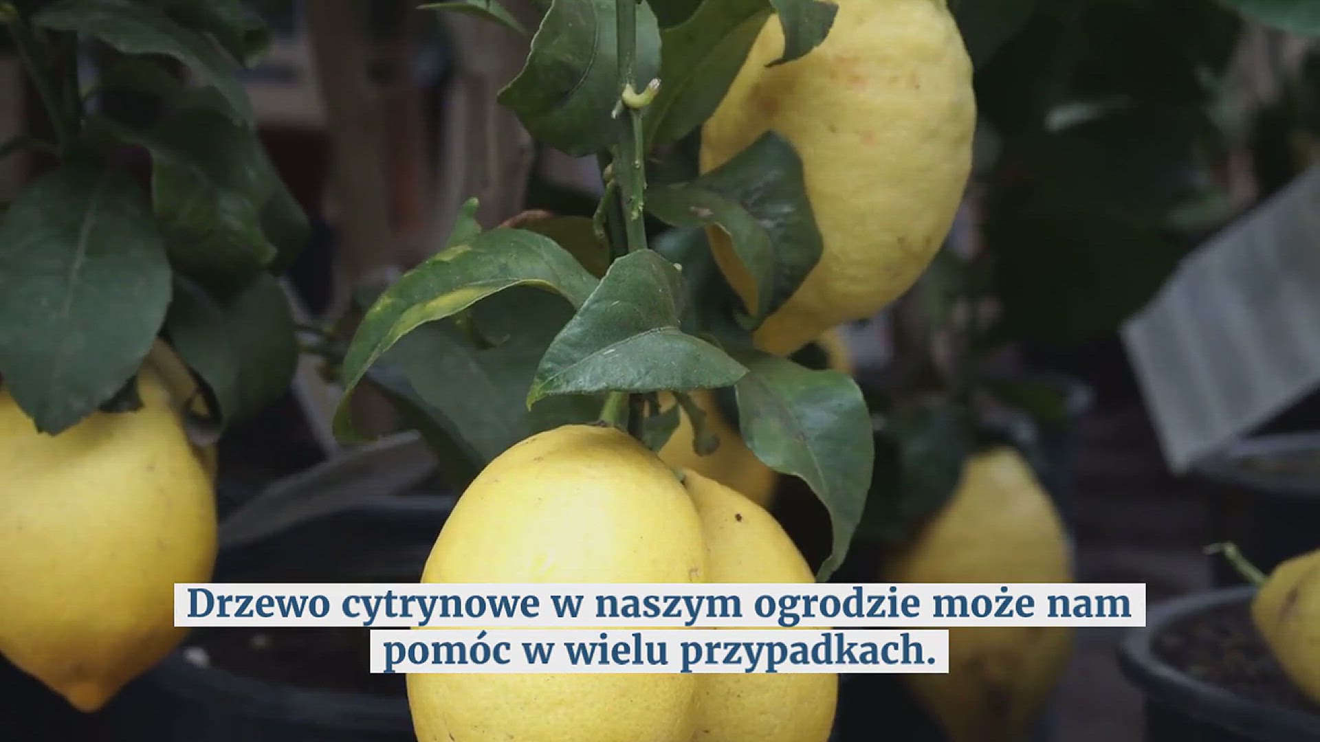 Video thumbnail for Cytryny, podlewaj je w ten sposób: jesienią będą duże i soczyste | Zawsze robiliśmy to źle!