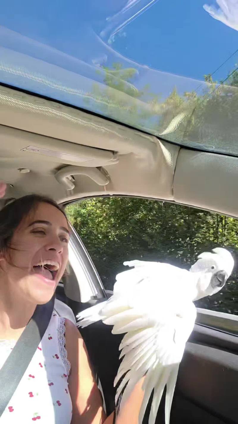 Video thumbnail for Dancing Cockatoo Enjoying an 80s Car Karaoke Ride