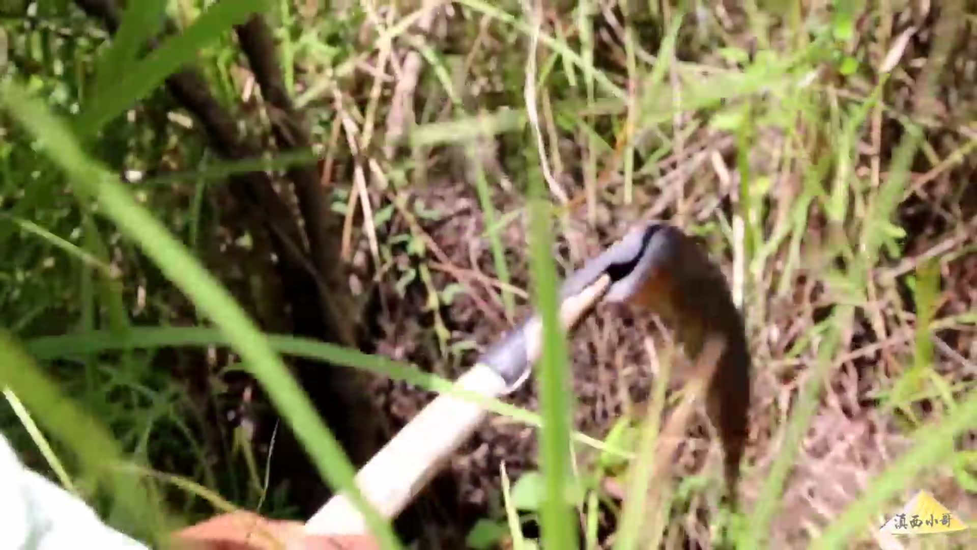 Video thumbnail for 8年来第一次在家过中秋,约着叔叔上山掏了窝蜂蜜,自己做了中秋节吃的云腿月饼,比买的好吃【滇西小哥】 (720p 25fps)