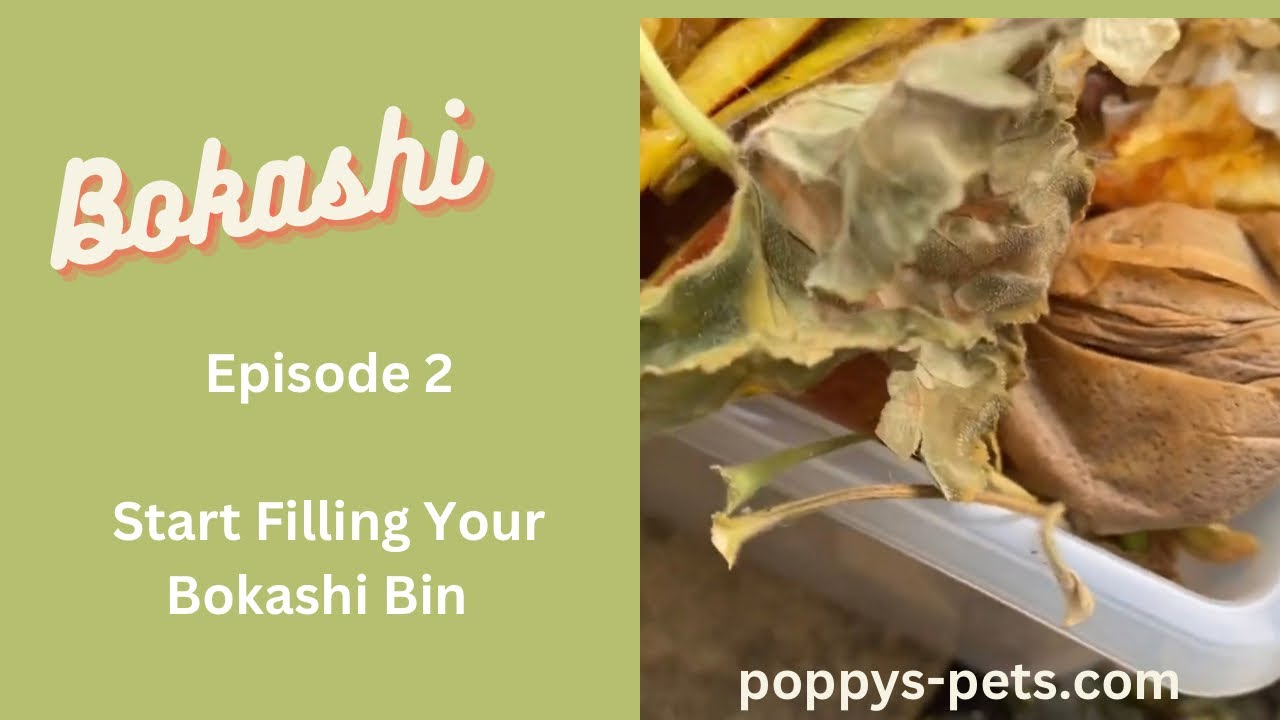 'Video thumbnail for Episode 2: Starting Your Own Bokashi Bin With Food & Bran, and Draining Your First Liquid'