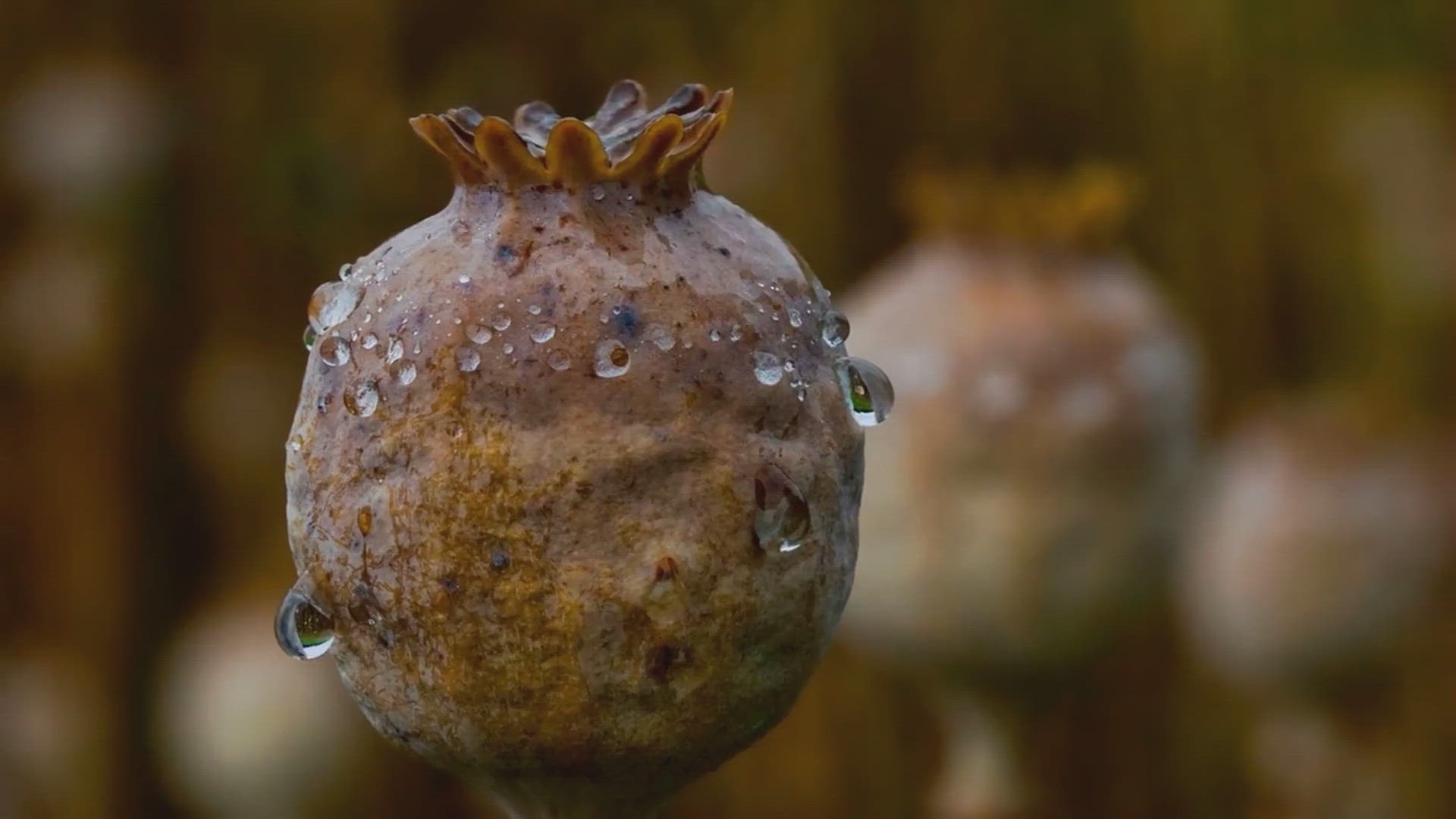 'Video thumbnail for Identifying Opium: Smell, Signs, and Dangers'