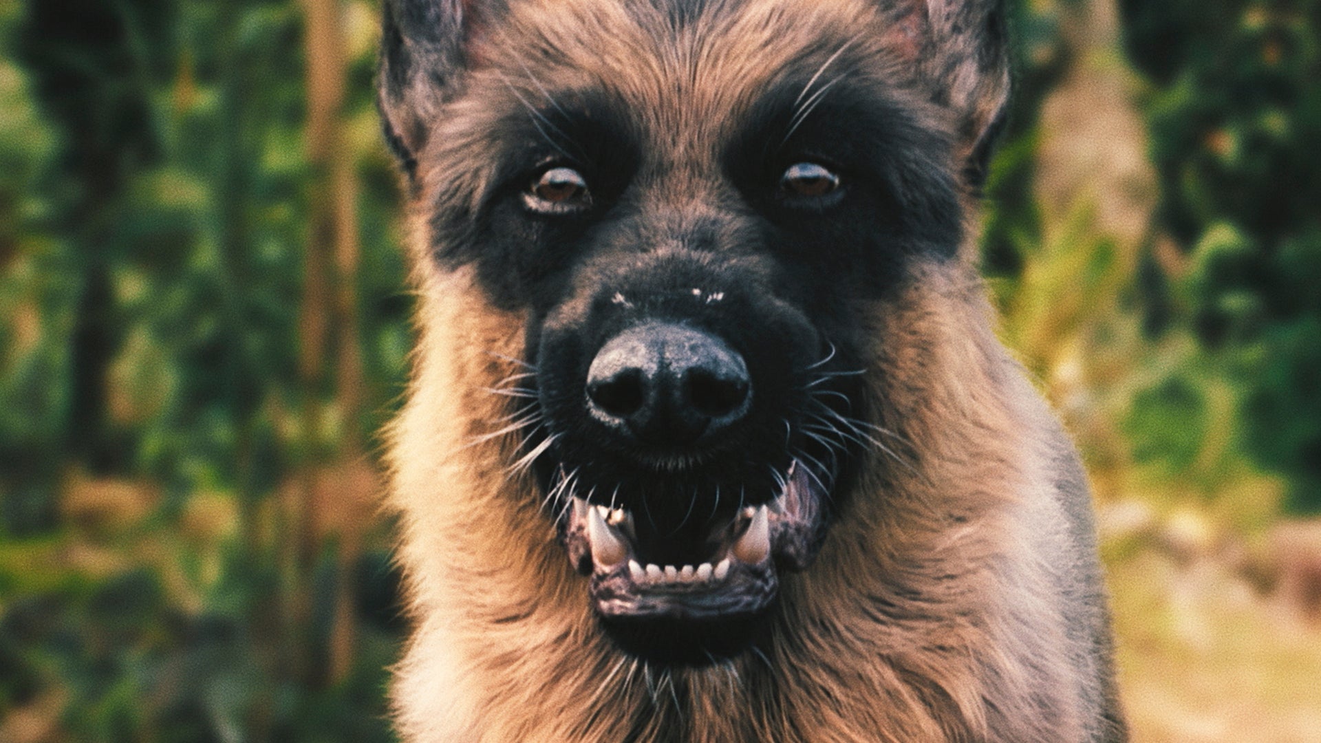 Video thumbnail for A Breed Apart (2025) - Official Red Band Trailer