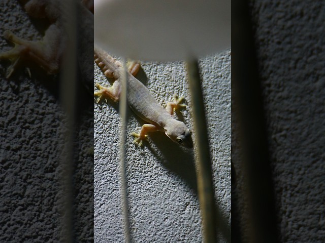 Video thumbnail for Top lizard wait eat food 🦎#gecko #geckos #reptiles #lizard #exoticpet #Tuko #birds #nature #snak