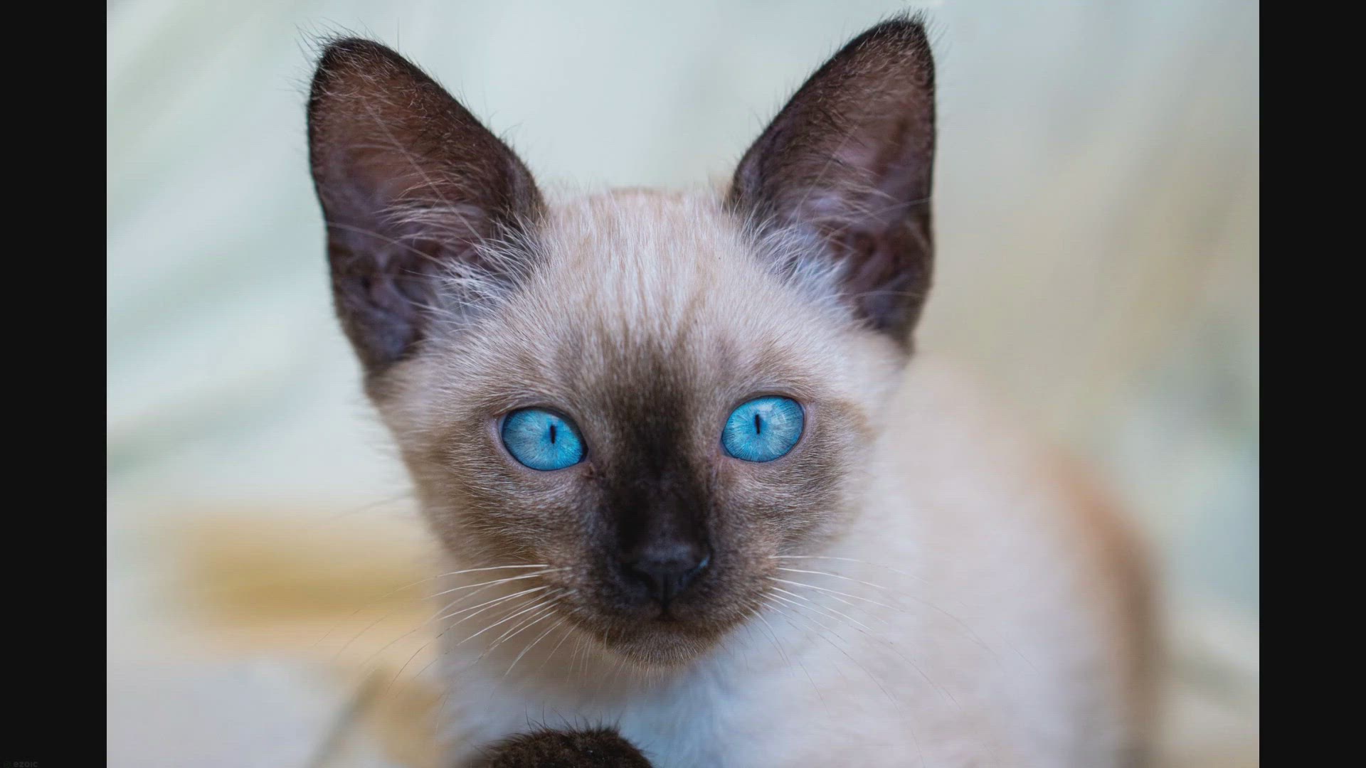 Video thumbnail for Decoding Your Feline: Identifying Siamese Traits in Your Cat
