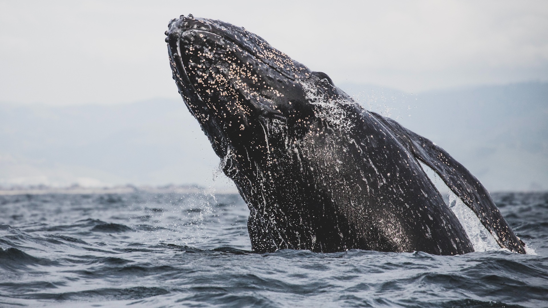 Video thumbnail for NOAA data links holiday shopping to Atlantic whale deaths