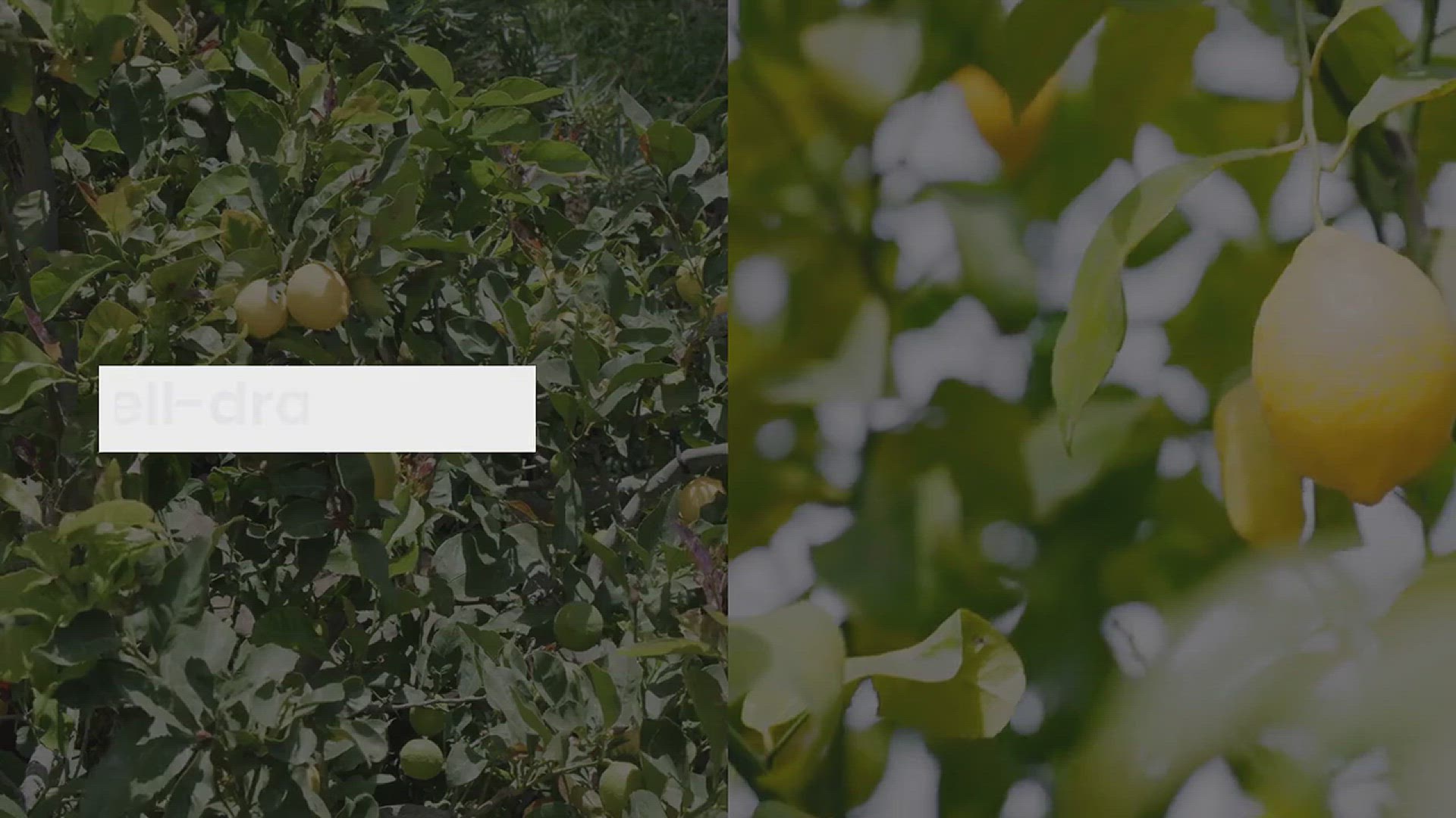 'Video thumbnail for Tips for Growing Lemons in the Backyard'