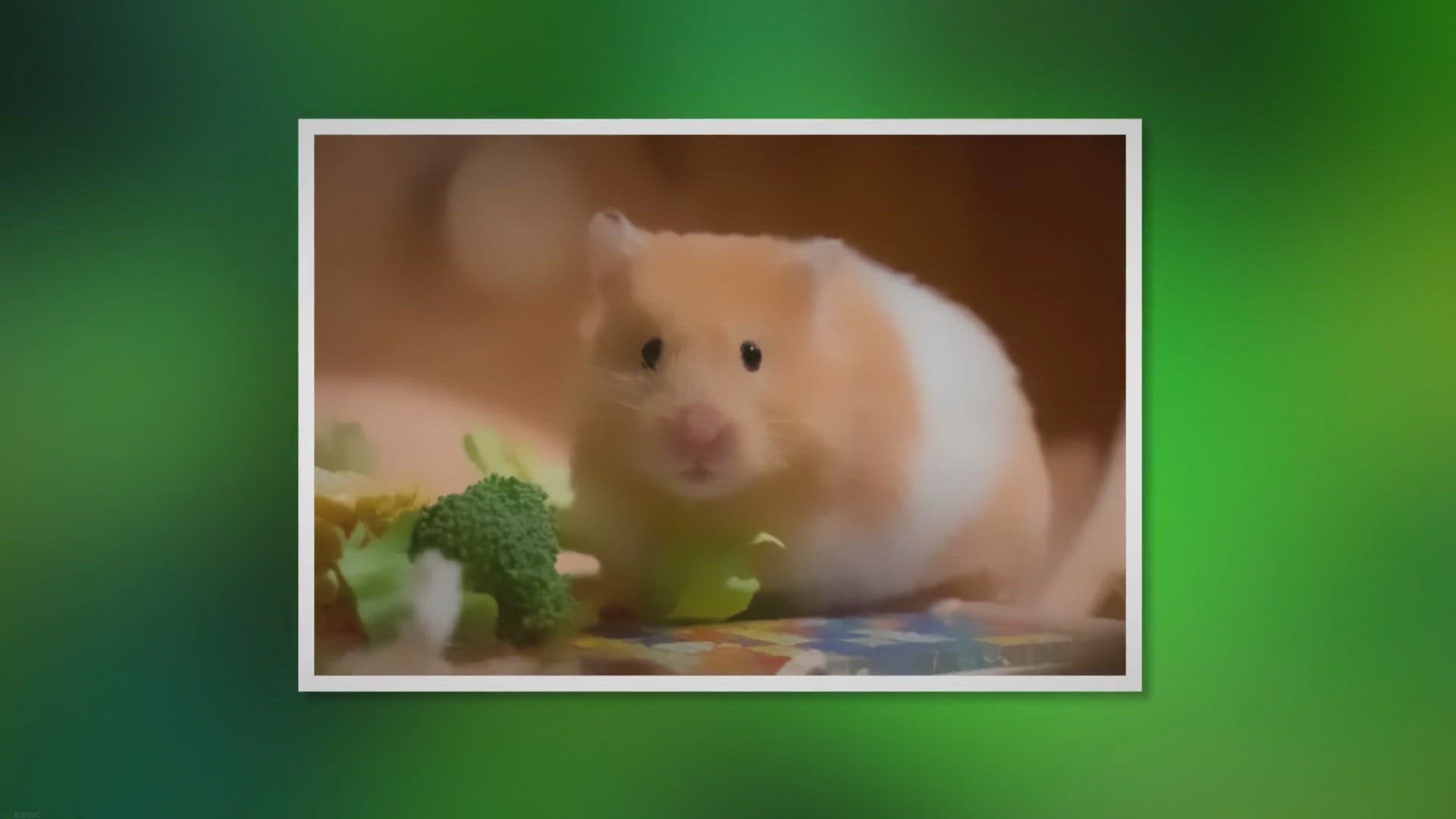 'Video thumbnail for Act Fast: How to Find a Lost Hamster'