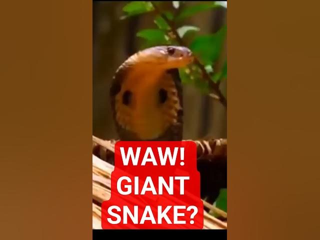 Video thumbnail for #animals #snake #wildlife #duet #nationalgeography