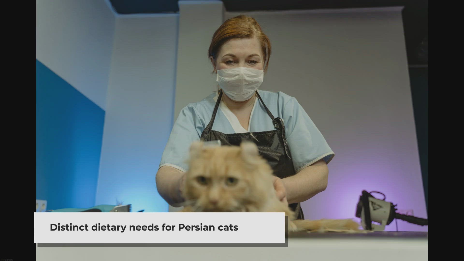 Video thumbnail for High-Protein Persian Cat Food: Nourishing Your Feline Friend