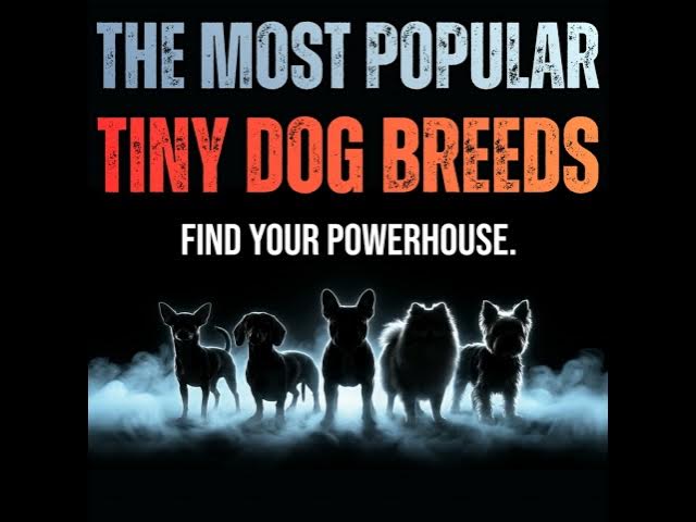 Video thumbnail for Science of the Tiny Dog Breeds Takeover