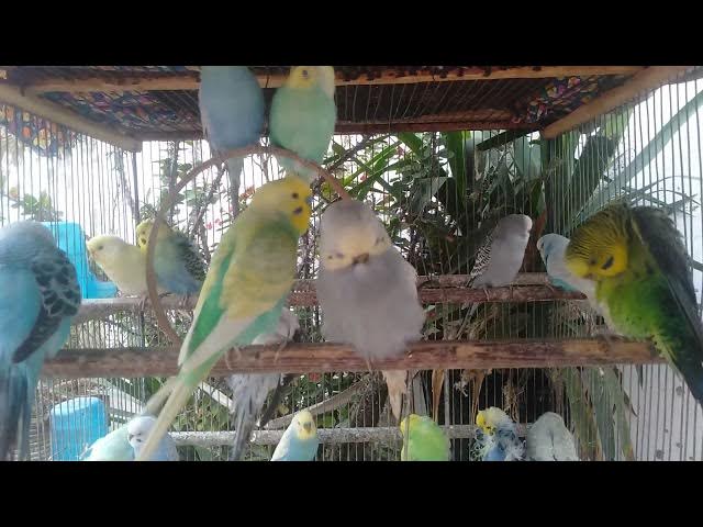 Video thumbnail for Entre no modo Zen – sons autênticos da natureza tropical 🎶💚