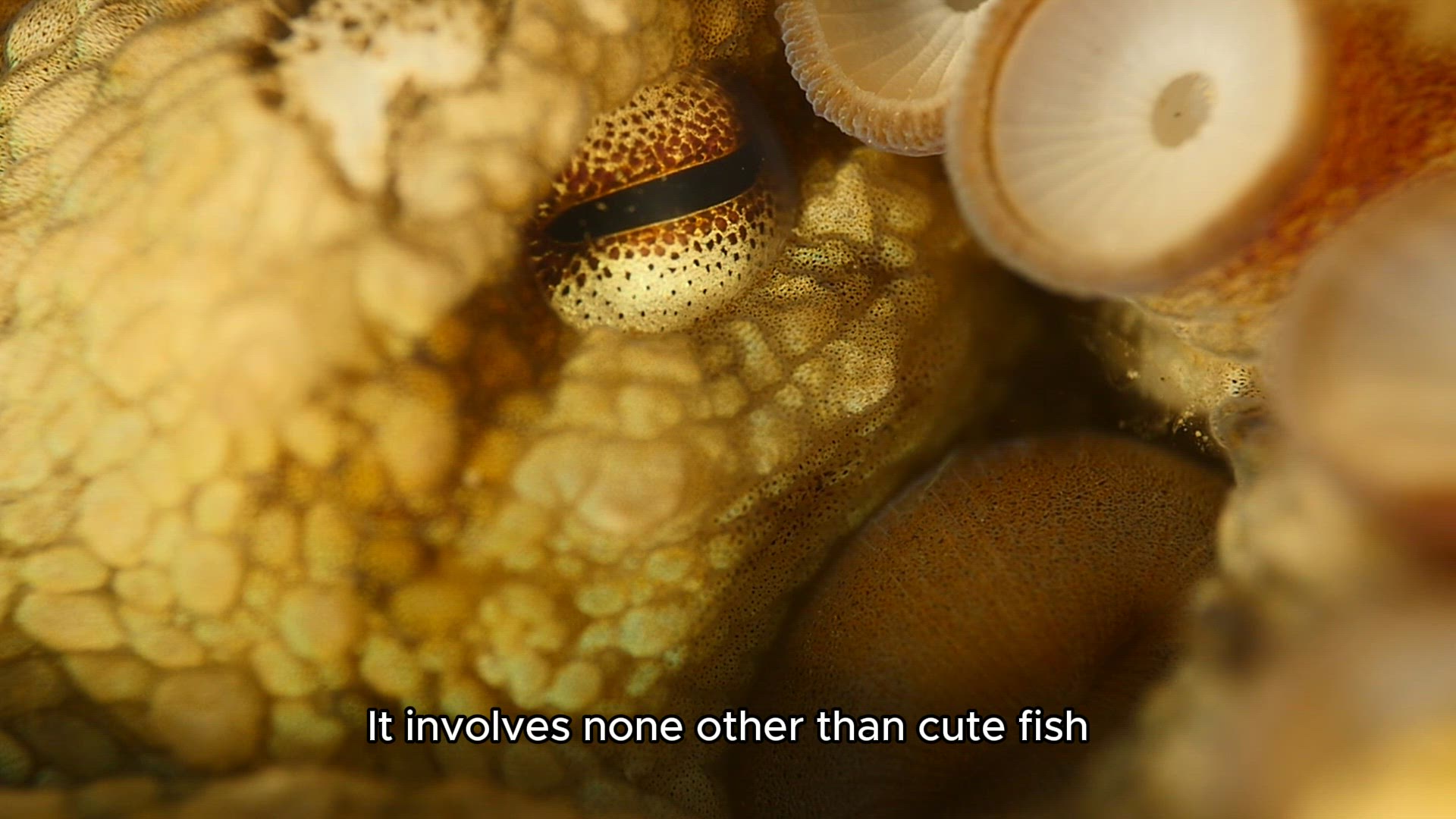 'Video thumbnail for The Therapeutic Effects of Watching Cute Fish in Your Home'