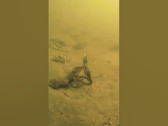 Video thumbnail for Craw vs Craw SHOWDOWN!