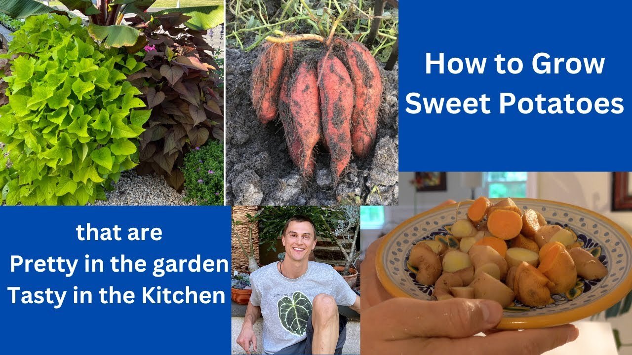 Video thumbnail for Grow SWEET POTATO Plants that are Pretty & Tasty - Foodscaping - 'Treasure Island' Ipomoea hybrids