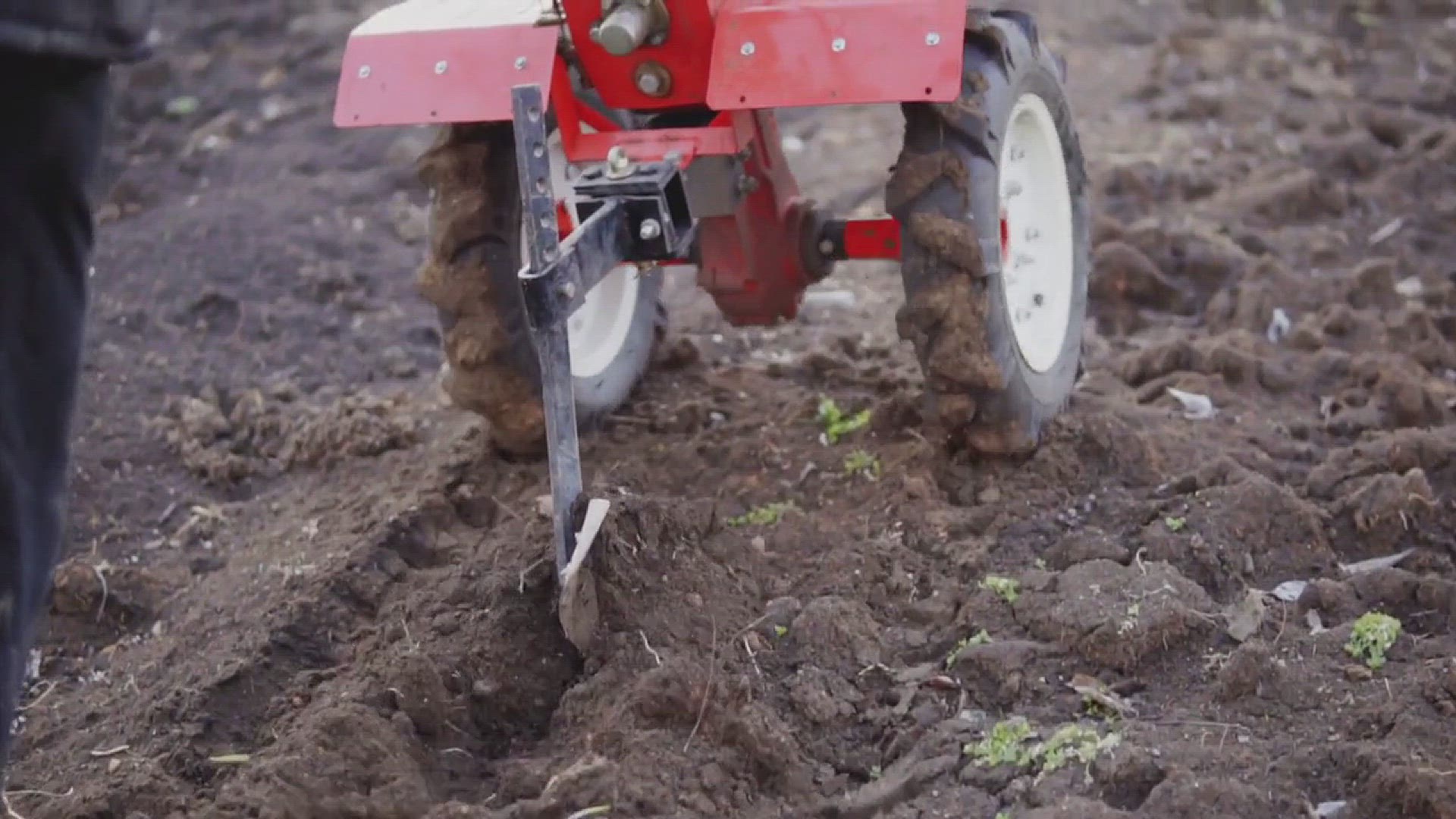 'Video thumbnail for How to Grow Dill in Your Garden'