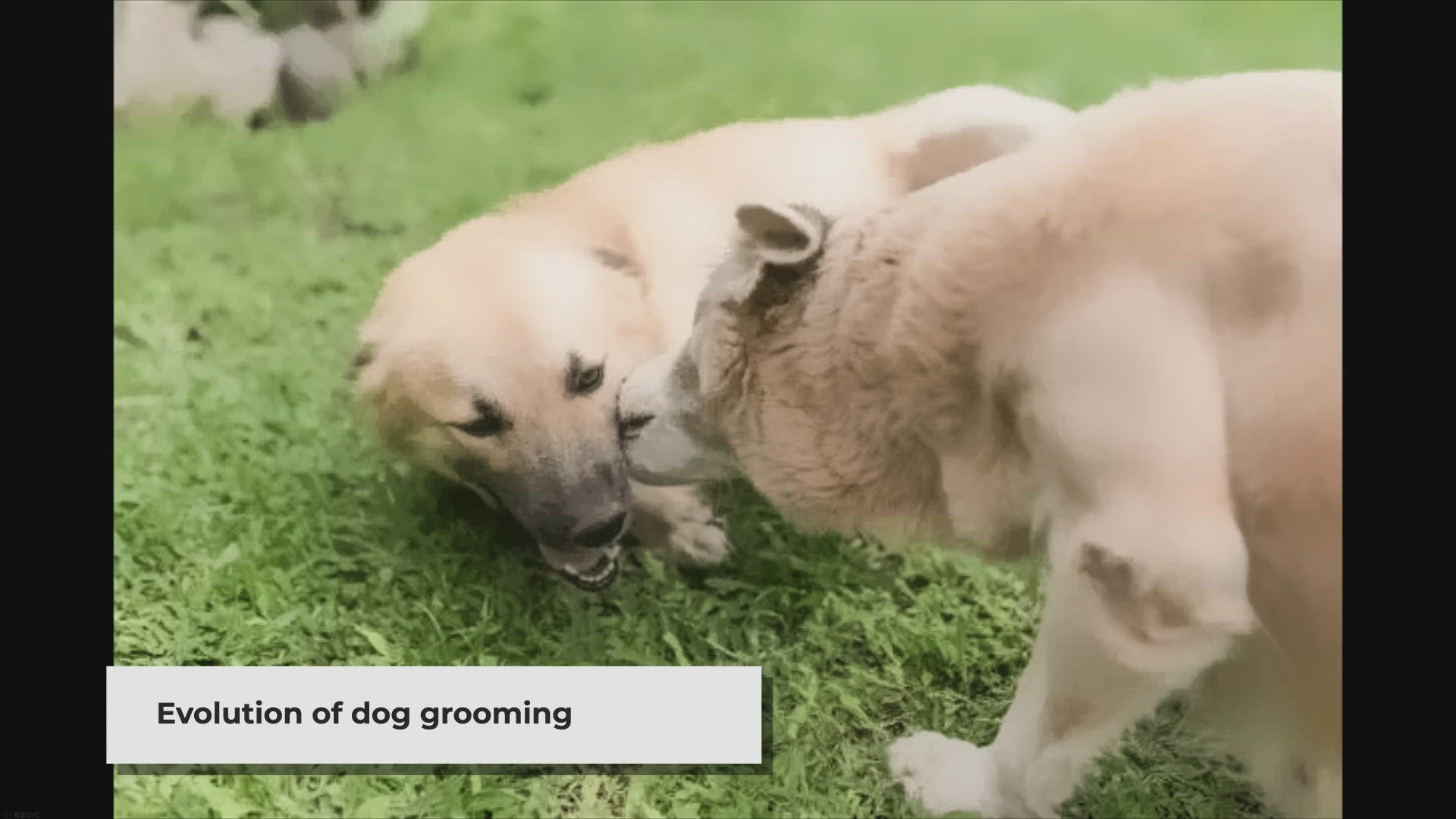 Video thumbnail for Unleashing Creativity: The Modern Transformation of Dog Grooming
